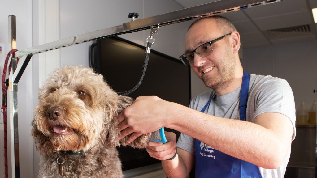 Student grooming dog 
