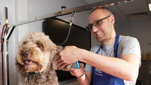 Student grooming dog 